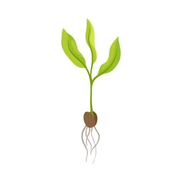 Sprout of Grape Plant with Weak Roots Isolated on White Background Vector Ilustración de archivo