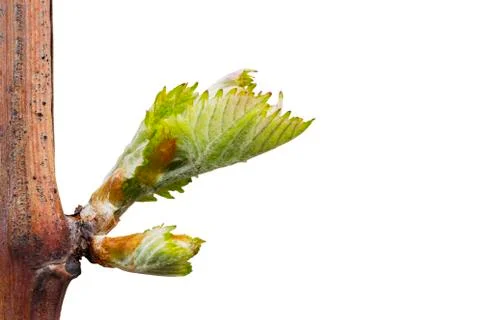 Sprout of grapes 库存照片