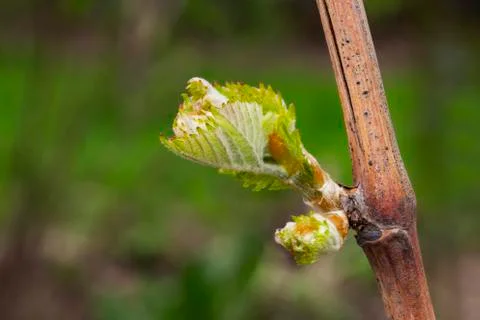 Sprout of grapes Stock Photos