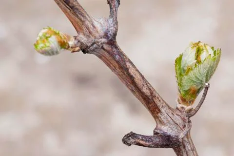 Sprout of grapes 스톡 사진