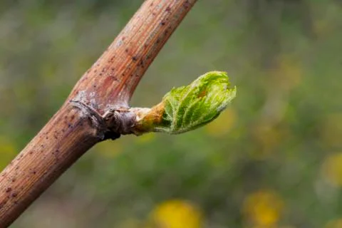 Sprout of grapes Stock Photos