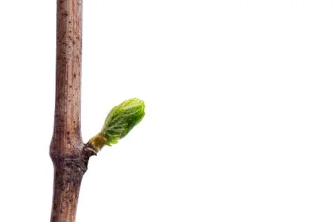 Sprout of grapes Stockfoto's