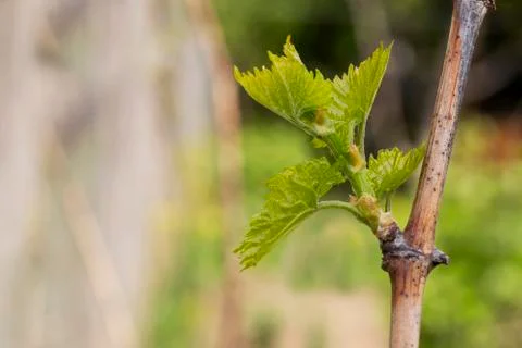Sprout of grapes 库存照片