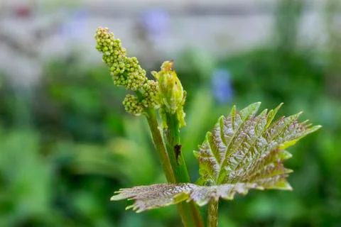 Sprout of grapes Stockfoto's