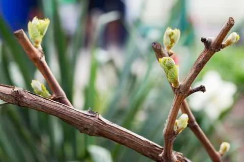 Sprout of grapes Stock Photos