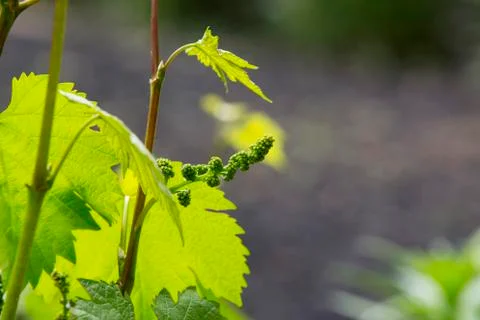 Sprout of grapes Stock Photos