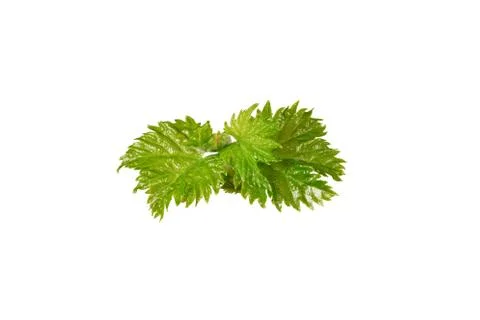 Sprout of grapes Stock Photos