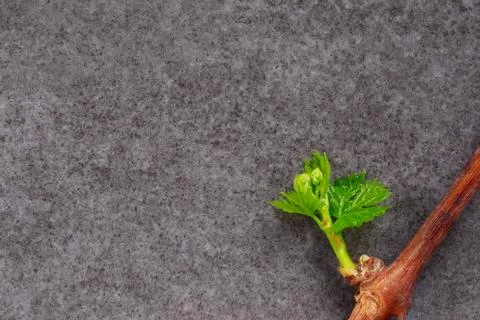 Sprout of grapes Stock Photos