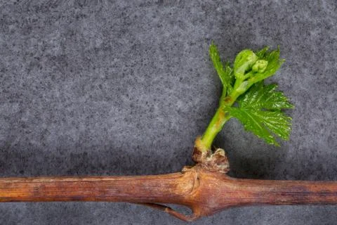 Sprout of grapes 写真素材