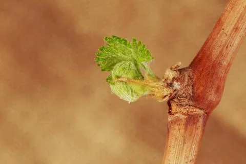 Sprout of grapes Stock Photos