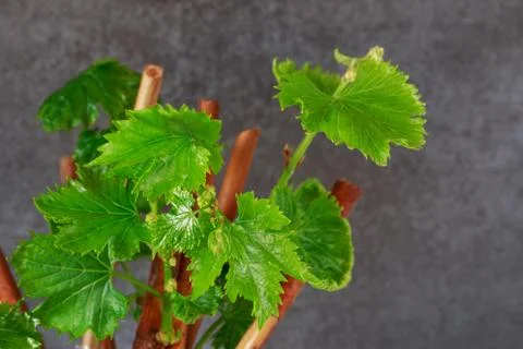 Sprout of grapes Stockfoto's