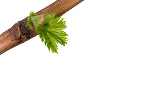 Sprout of grapes 库存照片
