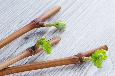 Sprout of grapes 库存照片