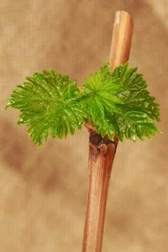 Sprout of grapes 库存照片
