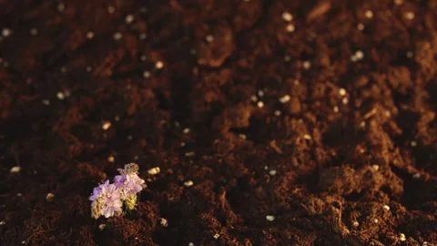 A sprout of grass with lilac flowers grows out of the ground. Spring fun footage Stock Footage 241667490