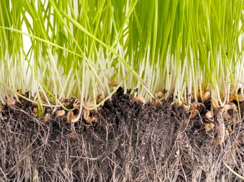 Sprout of grass Foto stock