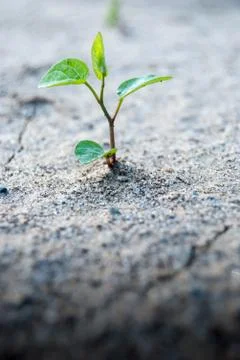 Sprout in ground Stock Photos