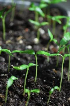 Sprout in ground Stock Photos