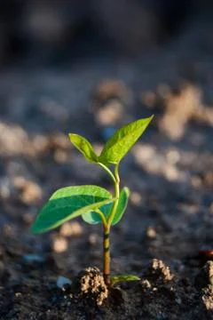 Sprout in ground Stock Photos