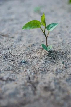 Sprout in ground Stock Photos