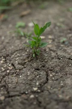 Sprout in the ground Stock Photos