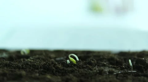 Sprout Growing Stock Footage