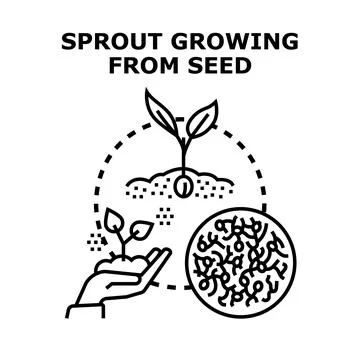 Sprout growing from seed planting development progress Stock Illustration