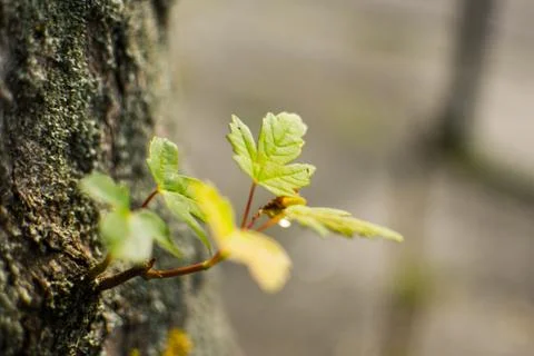 Sprout growing on stem Stock-Fotos