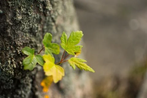 Sprout growing on stem Stock Photos