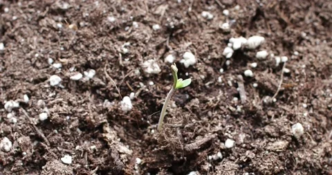 Sprout growing in timelapse. Germination process looking to the sunlight. Stock Footage 131382912