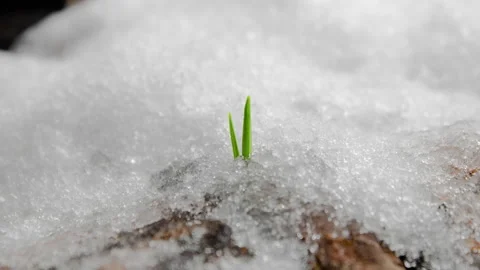 Sprout growing under the snow, Snow is melting Timelapse, Plant under the snow Stock Footage