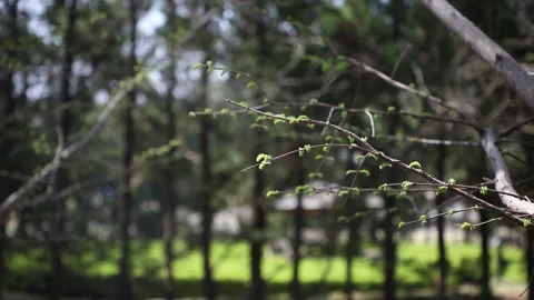 Sprout grown in a tree Video stock 303115548