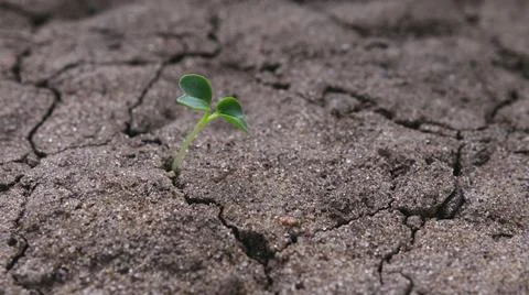 Sprout grows in the desert Stock Photos