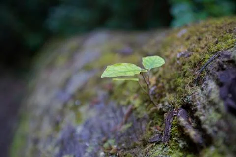 Sprout grows from fallen tree Fotos Stock