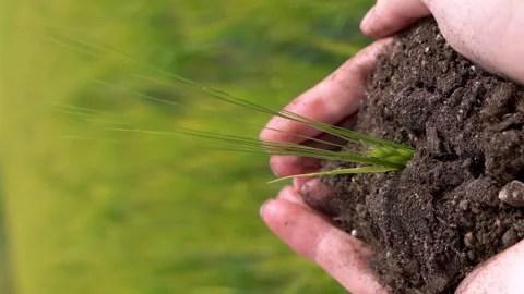 Sprout grows from human hands on on blurred agriculture field background Stock Footage 161081945