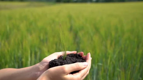 Sprout grows from human hands on on blurred agriculture field background Video stock 161082505