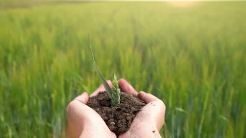 Sprout grows from human hands on on blurred agriculture field background Stock Footage 161085175