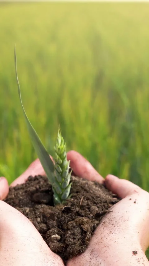 Sprout grows from human hands on on blurred agriculture field background Stock Footage 264527550