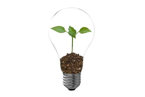 A sprout grows in a lamp Stock Photos