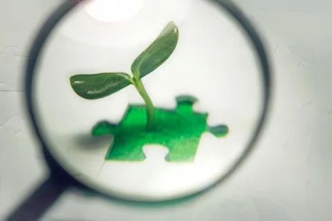 Sprout grows from puzzle. View under magnifying glass close up. Stock Photos