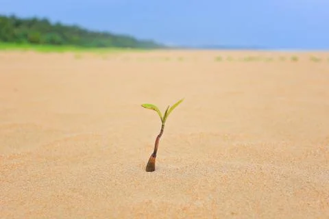 Sprout grows in the sand Foto stock