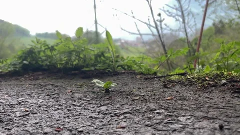 Sprout grows through aspahlt road, concept of strength and other path than usual Stock Footage 193933052