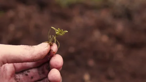 Sprout In the hand Stock Footage 258577686