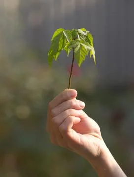 Sprout in hand Stock Photos