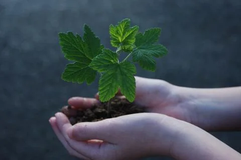 A sprout on a hand Stock Photos
