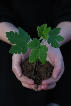 A sprout on a hand Stock Photos