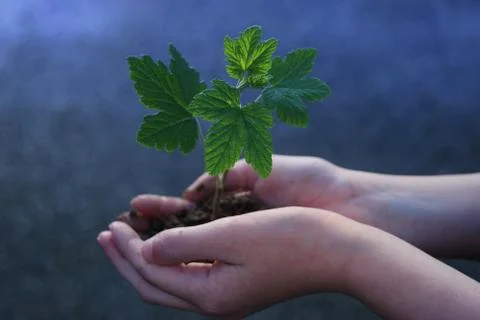 A sprout on a hand Stock Photos