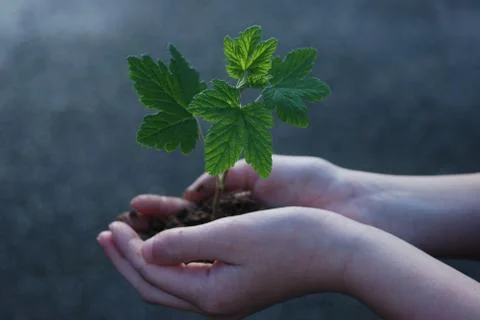 A sprout on a hand Stock Photos