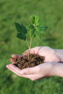 A sprout on a hand Stock Photos