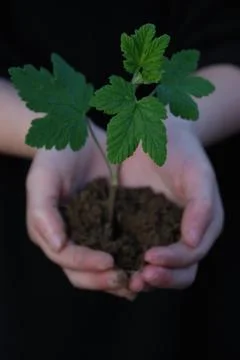 A sprout on a hand Stock Photos